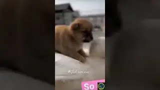 നിന്നെ ഞാൻ ഇന്ന് കൊല്ലുമെടാ 😹#shorts #subscribe #animals #dubbing