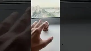 Шишки
