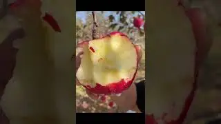 Tree-Top Apple Snack: Enjoying Nature’s Bounty