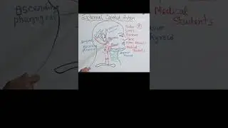 external carotid artery branches mnemonic #carotid  #surgeryeducation