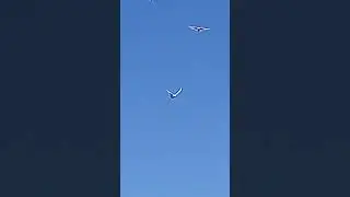 Голуби Ломова С Пара отрывается