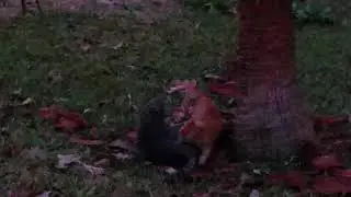 Cat puts kitten in its place Lol