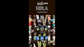 Welcome our New Arrival Hira at HWH Rescue