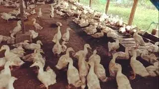 Membuat kandang bebek intensif sekala 2 x 3 meter | ternak anak bebek