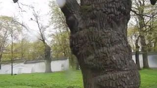 Москва, Коломенское. Дуб Петра Великого.