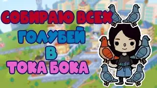 Собираю всех голубей в Тока Бока