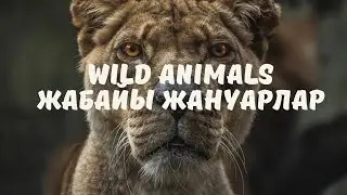 Ағылшынша жануарлар. Wild animals Жабайы жануарлар