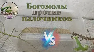 Богомолы против палочников!  Hierodula transcaucasica Bolivaria brachyptera Medauroidea extradentata