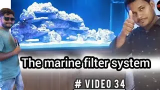 Do Saltwater Tanks NEED a this type Filter system||marine aquarium||afsha's fish world kolkata