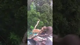Squirrels 🐿️ going brutal 😂 Warning: Squirrels Gone Wild - Prepare to Be Amazed!