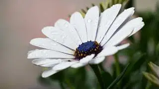 Şu Dağların Yükseğine Erseler
