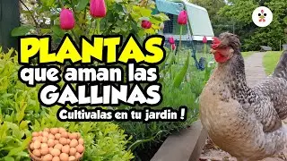 12 plantas para las gallinas que puedes cultivar junto a tu gallinero 🐔🌿