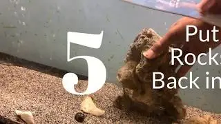 How to clean your fish tank