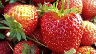 Секреты выращивания клубники.