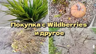 ПОКУПКА С ВАЙЛДБЕРИЗ // КАК ИСПОЛЬЗУЕМ БАРХАТЦЫ // ОБРЕЗКА ГОРТЕНЗИЙ 🌺