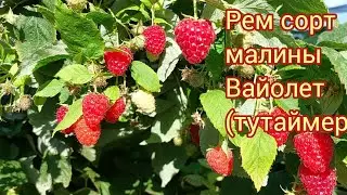 Fruiting of the Violet raspberry variety
