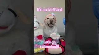 Labrador swims in lake for birthday! Happy birthday Boose🥳 #labrador #birthday #lake #swimming #dog