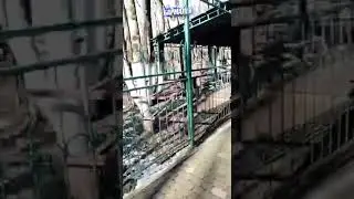 лама плюёт!  и нападает. СМЕШНО