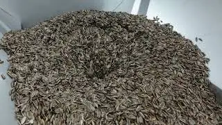 PAM TRUVA  | Sunflower Seeds Roaster #nutroastingmachine