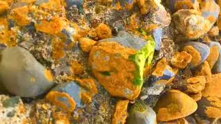 The Liminoid - Toxic Yellow Lichen (Rough Draft)