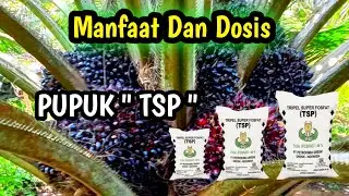 Manfaat dan Dosis Pupuk TSP Untuk Kelapa Sawit