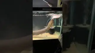My Electric Eel Makes Noise!?!