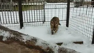 Сервал 🐆 (Сеня) радуется 😺 снегу ❄️❄️ Парк Миниатюр 🌲