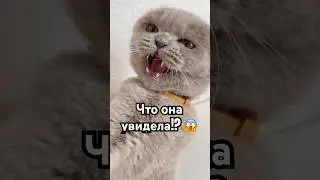 Нелюбимые вещи Наджи 😰 #cat #cats #catshorts