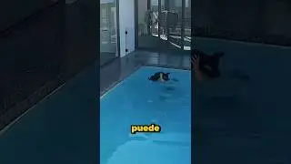 Quiso rescatar a su perro, pero tampoco sabía nadar 