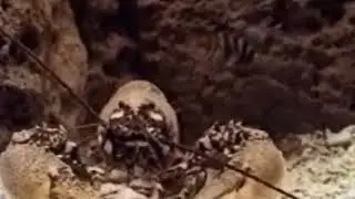 Омар