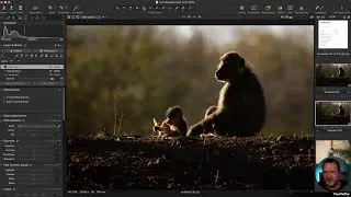 Live Editing Sessions - Capture One : 25th June 2024 (Wildlife, Contrast, Curves, Levels Sharpening)