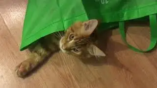 Кусака мейнкун