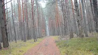 Белорусские гончаки и бигль гонят косулю.