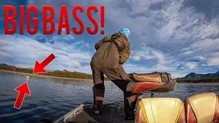 Carolina Rigging for GIANT Bass on Lake El Salto, Mexico!!