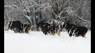 Как лоси вольготно живут на усадьбе!