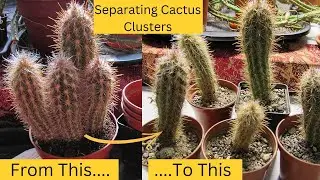 How To Separate Cactus Clusters | Separating a Cactus Cluster & Potting up #cacti #cactus