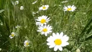 ФУТАЖ Поле с ромашками Ромашки цветут