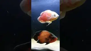 THEY LOOK A LOT BIGGER OFF CAMERA #fish #aquarium #oscars