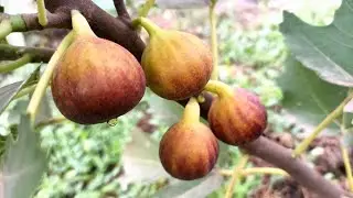 Очень достойный и вкусный инжир сорт