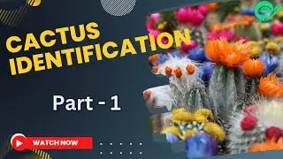 Cracking the Cactus Code: Part 1 #cactus #identification