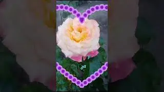 Эти розы для тебя! 