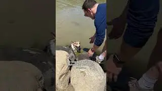Corgi Jumps Into Waterhole