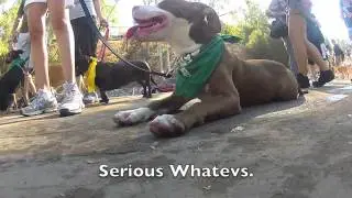 Team Wheaton's Wiggle Waggle Walk