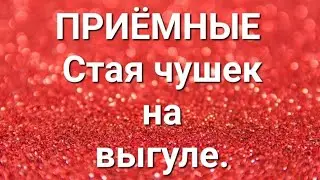 Дневник приёмной мамы/Обзор.