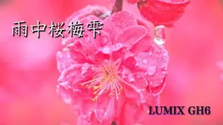 雨中桜梅雫 / LUMIX GH6