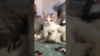 Лизун 😂#shorts #котики#топ#милыекоты#котята