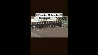 My first try at a poodles and doodles race #Shorts #FYP #GoViral #DogLover