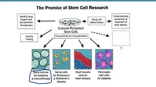 Stem Cells, Part 2