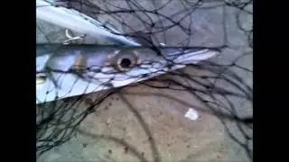 Rapala MaxRap 17 (Barracuda-Λούτσος)