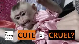 The Dark Truth Behind Baby Macaque Monkeys and the Pet Trade